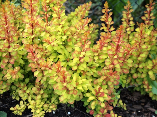 Berberis thunbergii 'Diabolicum'